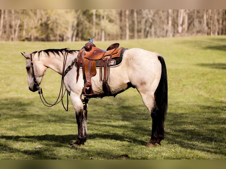 American Quarter Horse Gelding 11 years 15,2 hh Buckskin in SANTA FE, TN