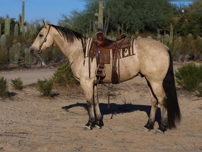 American Quarter Horse Gelding 11 years 15,2 hh Buckskin in Casa Grande, AZ