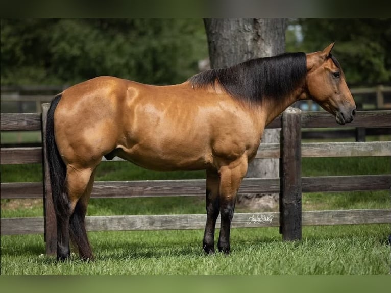 American Quarter Horse Gelding 11 years 15,2 hh Buckskin in Madisonville KY