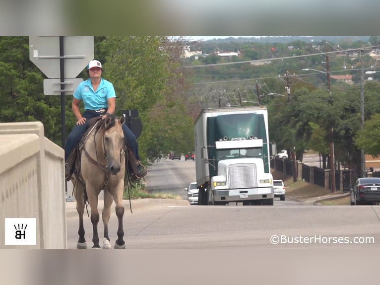 American Quarter Horse Gelding 11 years 15,2 hh Buckskin in Weatherford TX