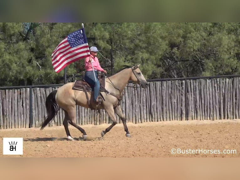 American Quarter Horse Gelding 11 years 15,2 hh Buckskin in Weatherford TX