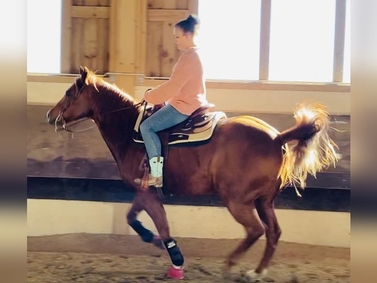 American Quarter Horse Gelding 11 years 15,2 hh Chestnut-Red in Beimerstetten