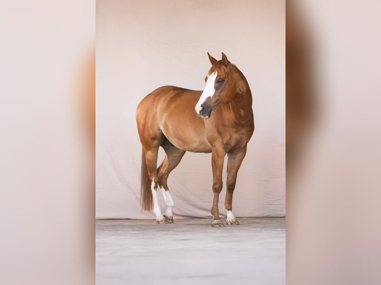 American Quarter Horse Gelding 11 years 15.2 hh Chestnut-Red in Waldshut
