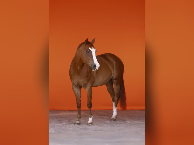 American Quarter Horse Gelding 11 years 15.2 hh Chestnut-Red in Waldshut