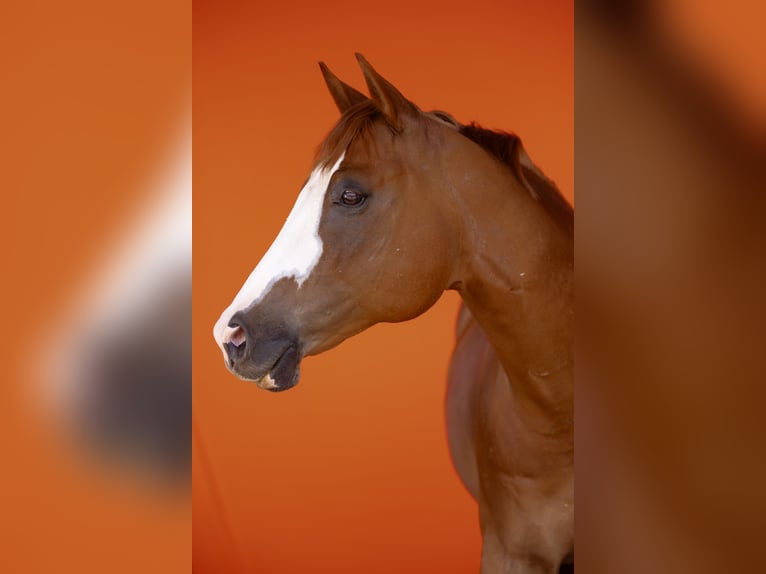American Quarter Horse Gelding 11 years 15.2 hh Chestnut-Red in Waldshut