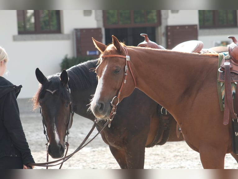 American Quarter Horse Gelding 11 years 15,2 hh Chestnut-Red in Bonfol