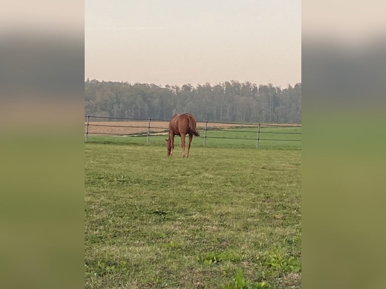 American Quarter Horse Gelding 11 years 15,2 hh Chestnut-Red in Bonfol