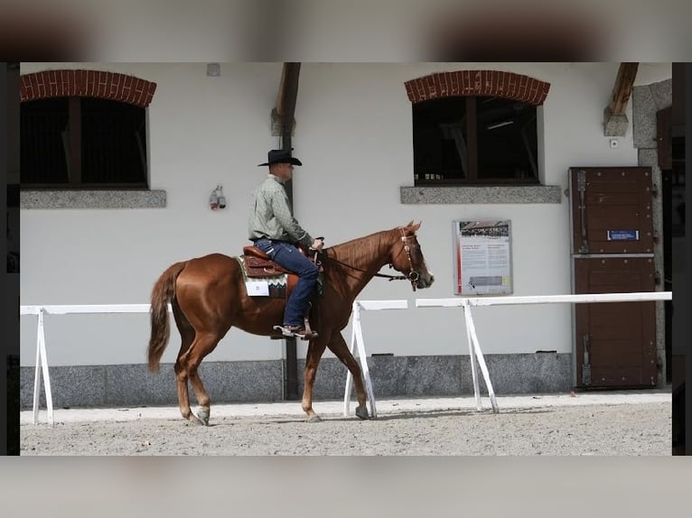 American Quarter Horse Gelding 11 years 15,2 hh Chestnut-Red in Bonfol