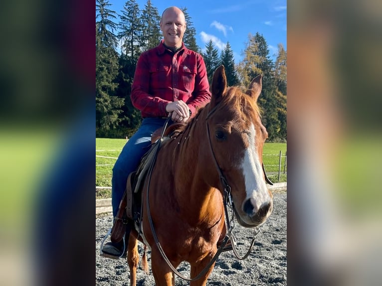 American Quarter Horse Gelding 11 years 15,2 hh Chestnut-Red in Bonfol