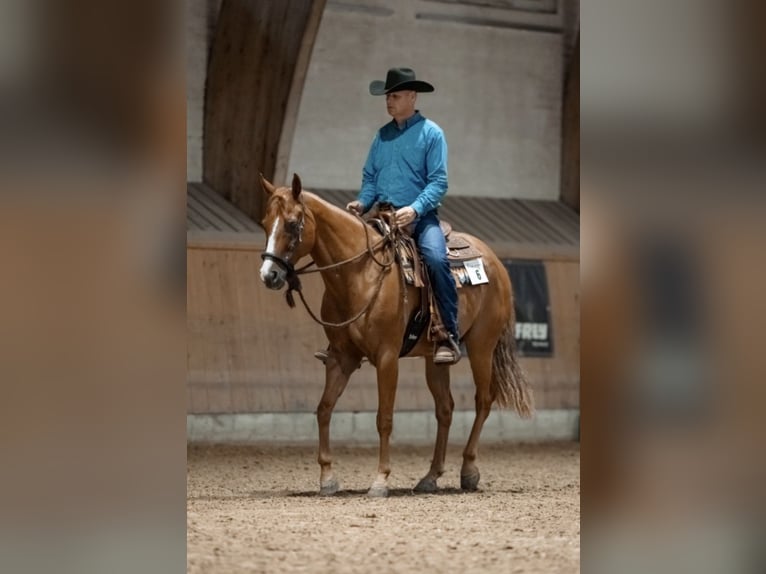 American Quarter Horse Gelding 11 years 15,2 hh Chestnut-Red in Bonfol