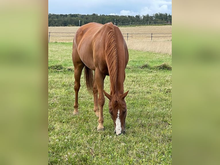 American Quarter Horse Gelding 11 years 15,2 hh Chestnut-Red in Bonfol