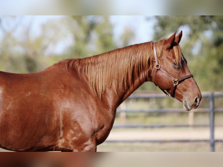 American Quarter Horse Gelding 11 years 15,2 hh Chestnut in Breckenridge, TX