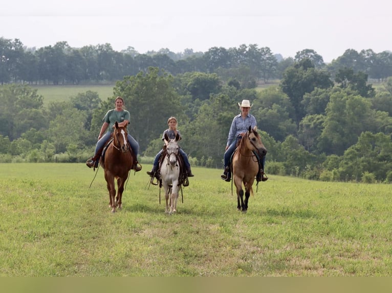 American Quarter Horse Gelding 11 years 15,2 hh Chestnut in Brooksville KY