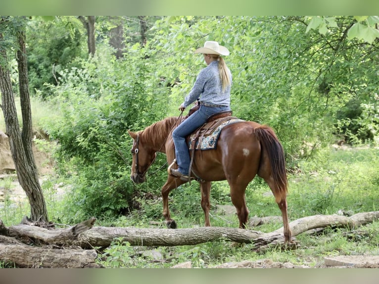 American Quarter Horse Gelding 11 years 15,2 hh Chestnut in Brooksville KY