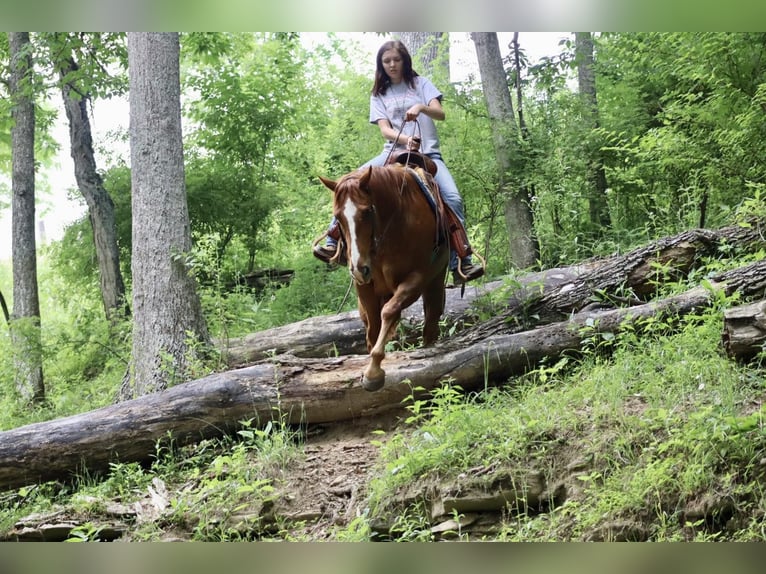 American Quarter Horse Gelding 11 years 15,2 hh Chestnut in Brooksville KY