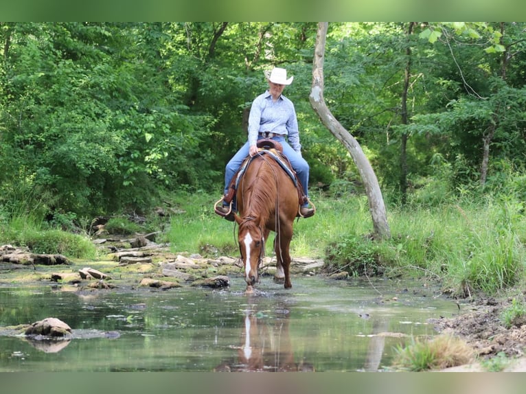 American Quarter Horse Gelding 11 years 15,2 hh Chestnut in Brooksville KY