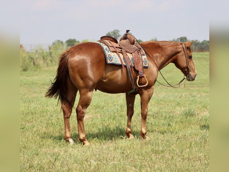 American Quarter Horse Gelding 11 years 15,2 hh Chestnut in Brooksville KY