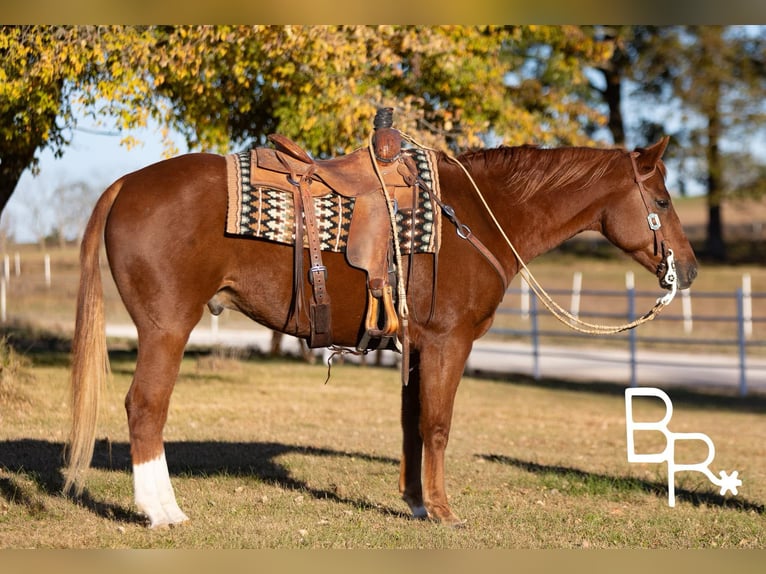 American Quarter Horse Gelding 11 years 15,2 hh Chestnut in Mountain Grove MO