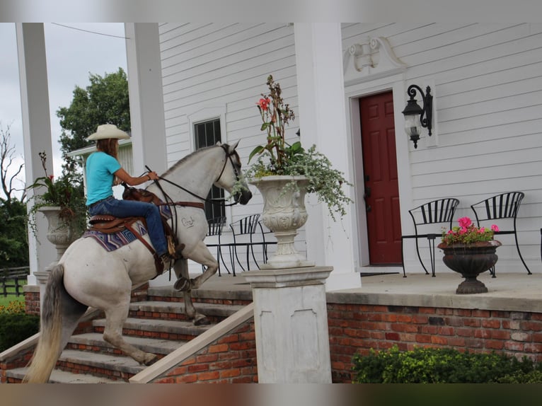 American Quarter Horse Gelding 11 years 15,2 hh Gray-Dapple in Highland MI