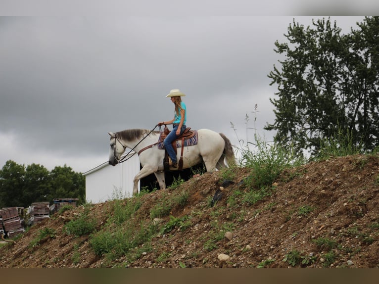 American Quarter Horse Gelding 11 years 15,2 hh Gray in Howell MI