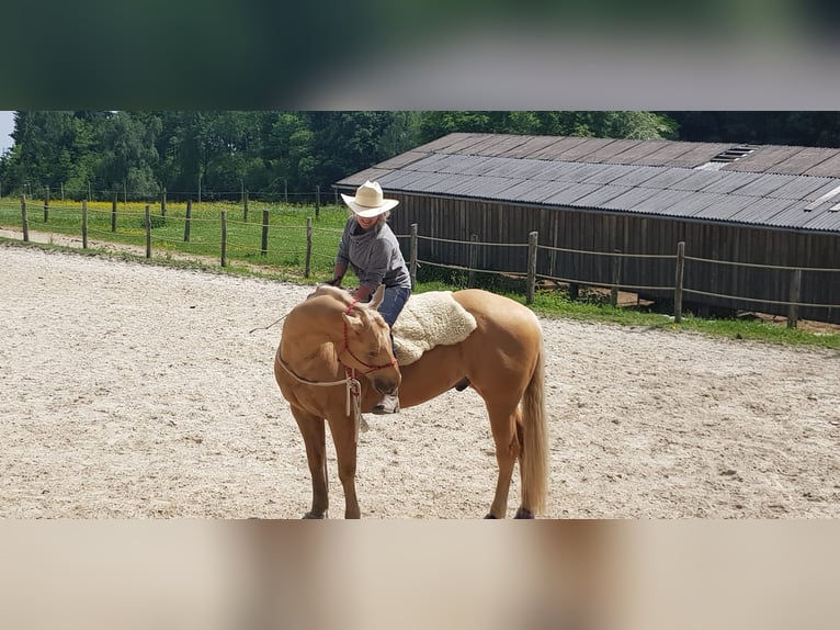 American Quarter Horse Gelding 11 years 15,2 hh Palomino in Lustenau