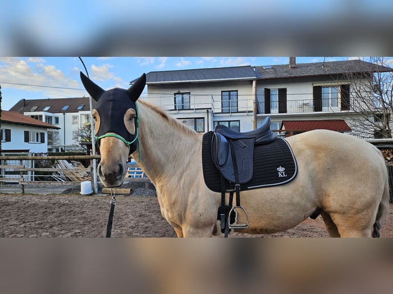 American Quarter Horse Gelding 11 years 15,2 hh Palomino in Lustenau