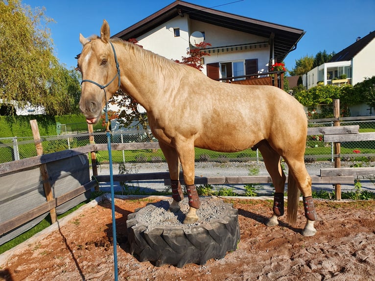 American Quarter Horse Gelding 11 years 15,2 hh Palomino in Lustenau