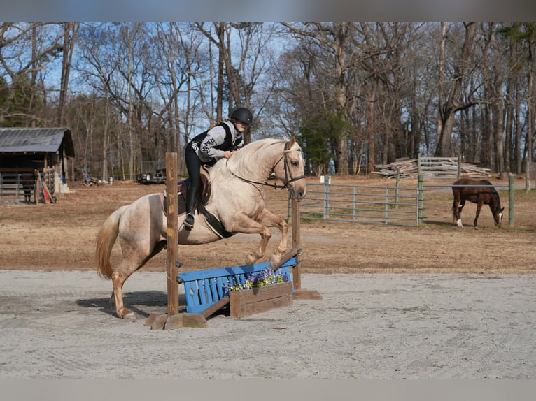 American Quarter Horse Gelding 11 years 15,2 hh Palomino in Clover
