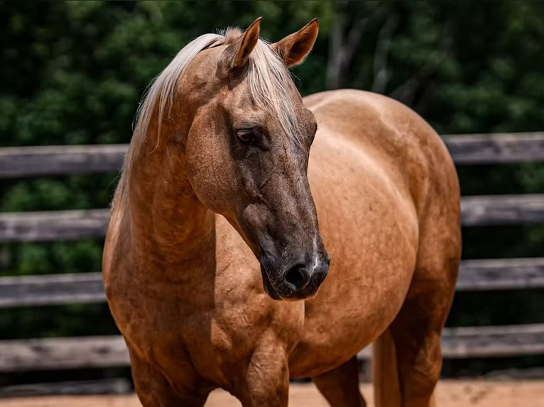 American Quarter Horse Gelding 11 years 15,2 hh Palomino in Clover