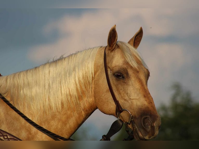 American Quarter Horse Gelding 11 years 15,2 hh Palomino in Rebersburg, PA