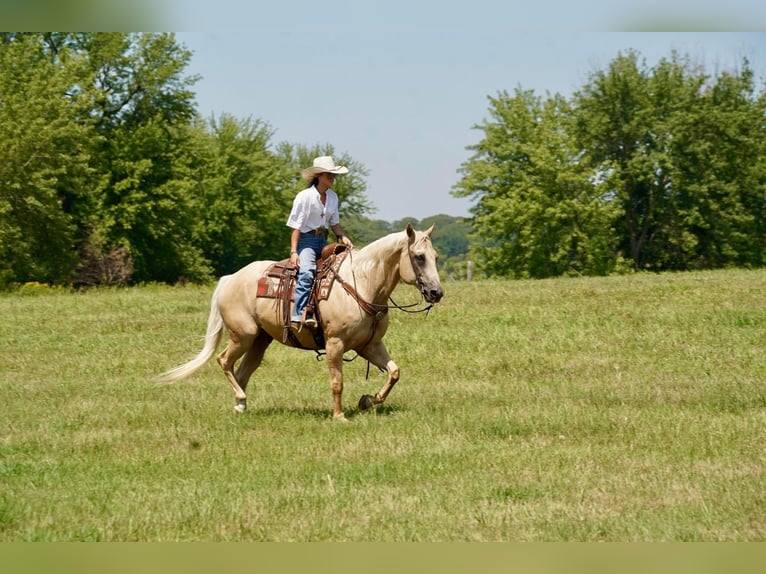 American Quarter Horse Gelding 11 years 15,2 hh Palomino in Valley Springs, SD