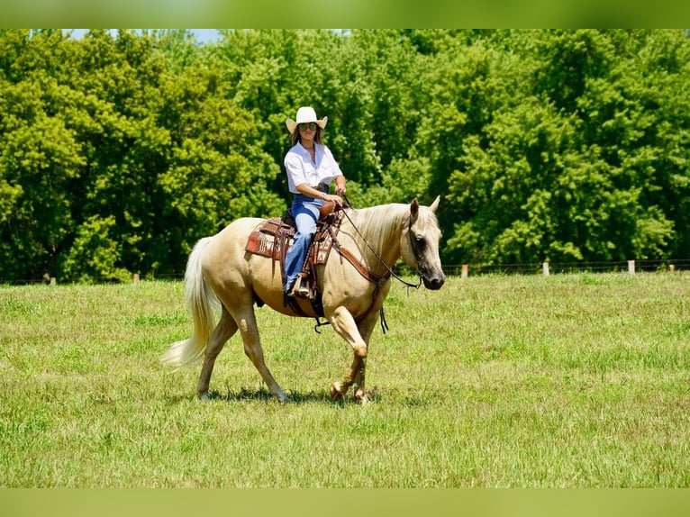 American Quarter Horse Gelding 11 years 15,2 hh Palomino in Valley Springs, SD