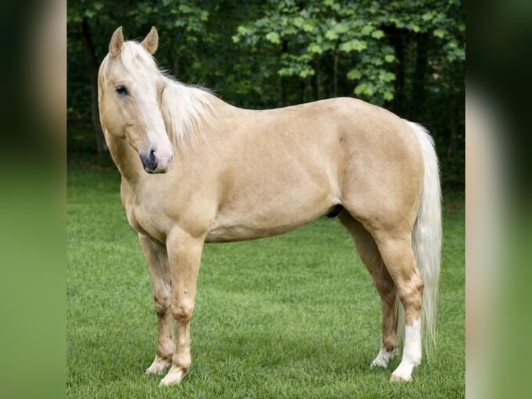 American Quarter Horse Gelding 11 years 15.2 hh Palomino in Barhamsville