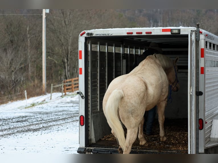 American Quarter Horse Gelding 11 years 15.2 hh Palomino in Needmore
