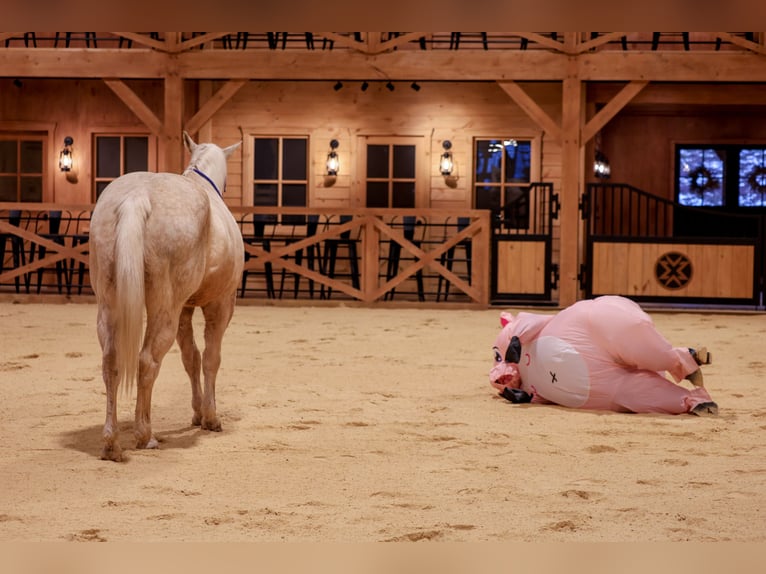 American Quarter Horse Gelding 11 years 15.2 hh Palomino in Needmore