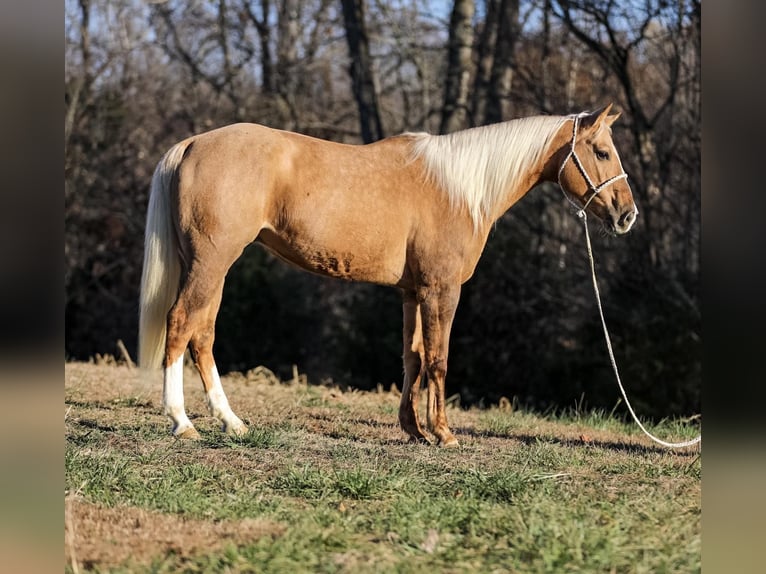 American Quarter Horse Gelding 11 years 15,2 hh Palomino in SANTA Fe TN