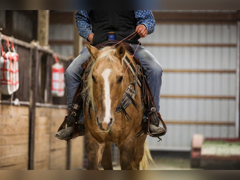 American Quarter Horse Gelding 11 years 15,2 hh Palomino in SANTA Fe TN