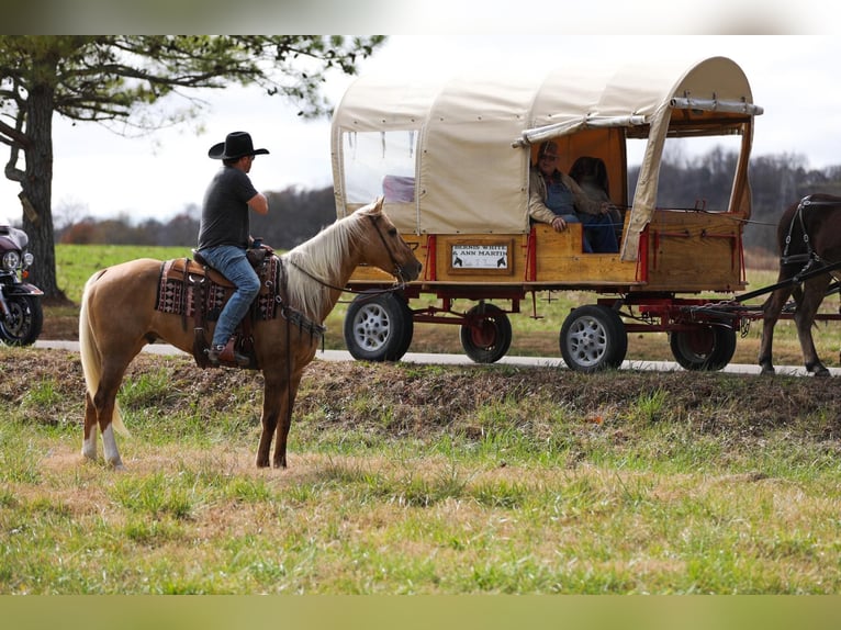 American Quarter Horse Gelding 11 years 15,2 hh Palomino in SANTA Fe TN