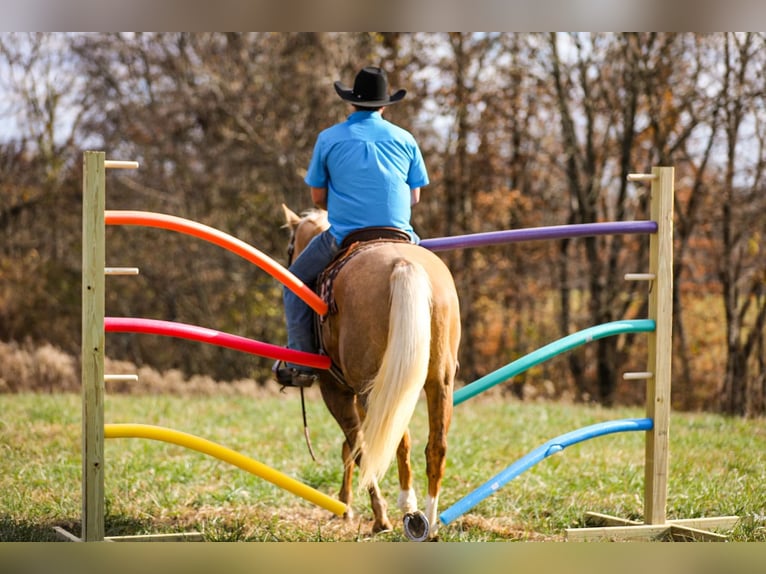 American Quarter Horse Gelding 11 years 15,2 hh Palomino in SANTA Fe TN