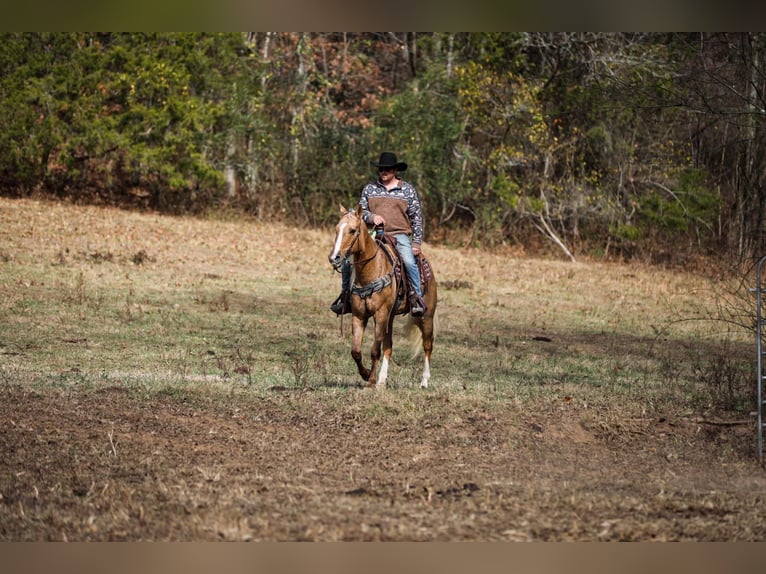 American Quarter Horse Gelding 11 years 15,2 hh Palomino in SANTA Fe TN