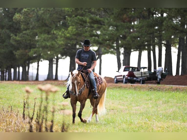 American Quarter Horse Gelding 11 years 15,2 hh Palomino in SANTA Fe TN