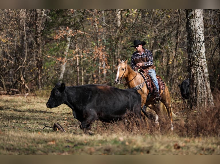 American Quarter Horse Gelding 11 years 15,2 hh Palomino in SANTA Fe TN