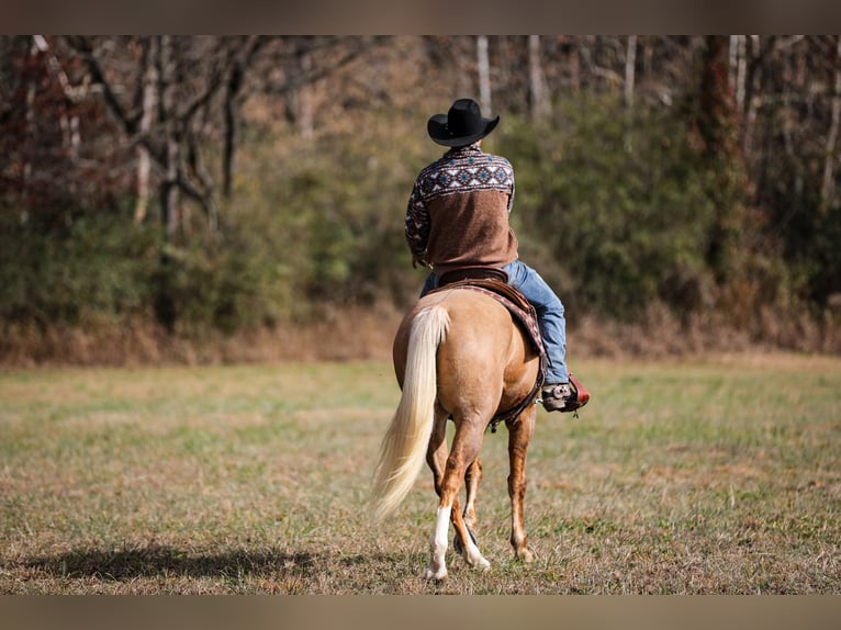 American Quarter Horse Gelding 11 years 15,2 hh Palomino in SANTA Fe TN