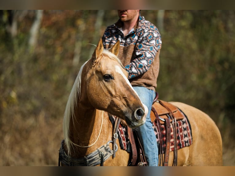 American Quarter Horse Gelding 11 years 15,2 hh Palomino in SANTA Fe TN