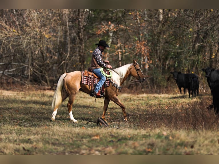 American Quarter Horse Gelding 11 years 15,2 hh Palomino in SANTA Fe TN