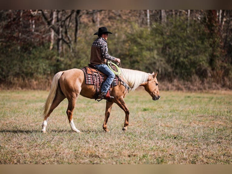 American Quarter Horse Gelding 11 years 15,2 hh Palomino in SANTA Fe TN