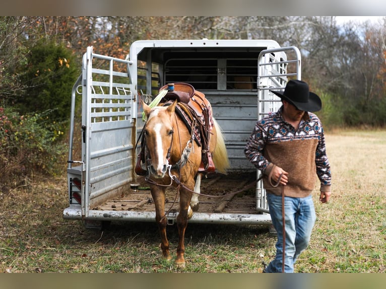 American Quarter Horse Gelding 11 years 15,2 hh Palomino in SANTA Fe TN