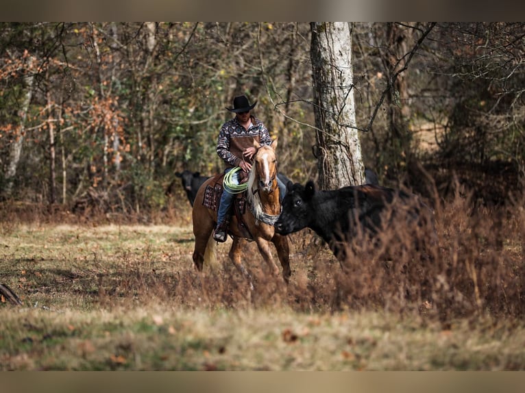 American Quarter Horse Gelding 11 years 15,2 hh Palomino in SANTA Fe TN