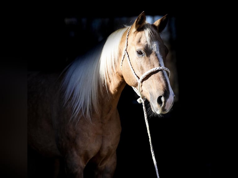 American Quarter Horse Gelding 11 years 15,2 hh Palomino in SANTA Fe TN