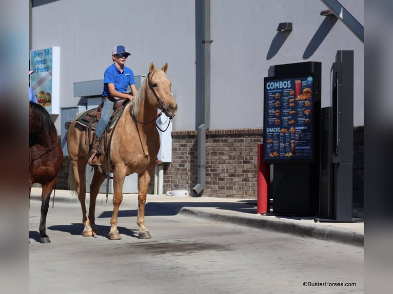 American Quarter Horse Gelding 11 years 15,2 hh Palomino in Weatherford Tx